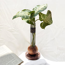 Wooden Planter - Spherical