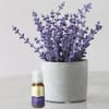 Fragrance Oil - Scents And Emotions - 10ml Online