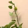 Buy Hooks - Thumb - Set Of 4