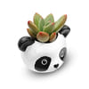 Buy Panda Face Planter - Assorted - Single Piece
