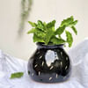 Buy Planter - Flat Pot - Black - Single Piece