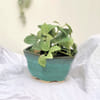 Planter - Solid Hexagon - Green - Single Piece Online