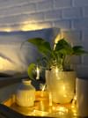 Buy String Lights - Palm Tree