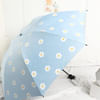 Shop Umbrella - Automatic Open And Close - Floral - Assorted - Single Piece