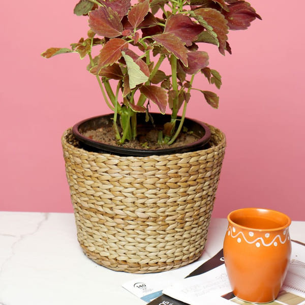 Planter Plus Dustbin - Eco-Friendly Dry Grass