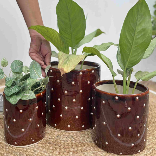 Planter - Polka Dots - Set Of 3